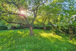 Herrlicher Garten